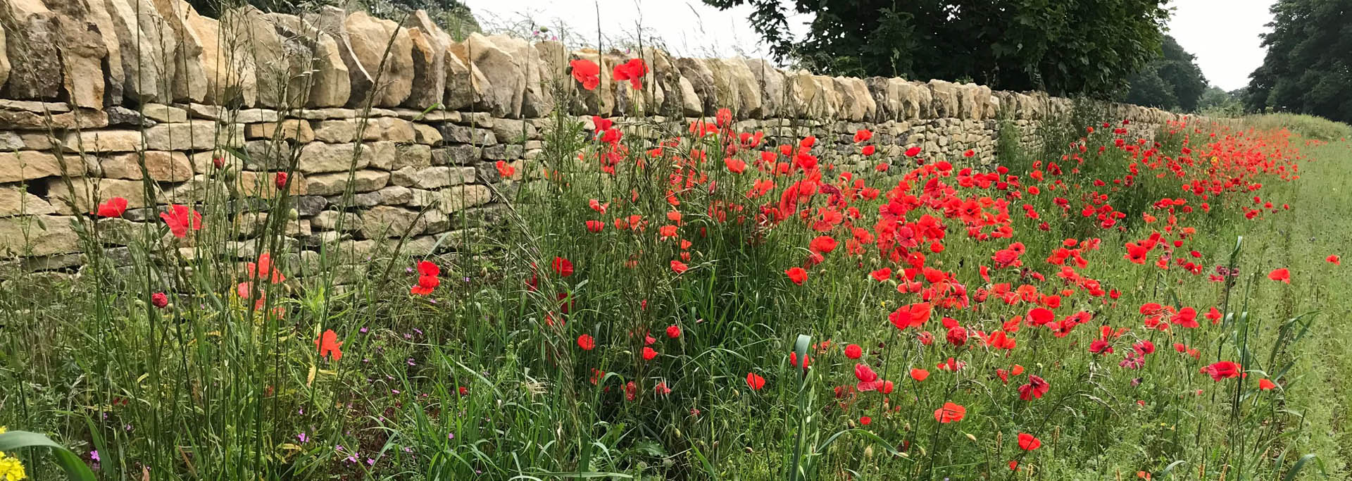 Cotswold Stone Design Poppies